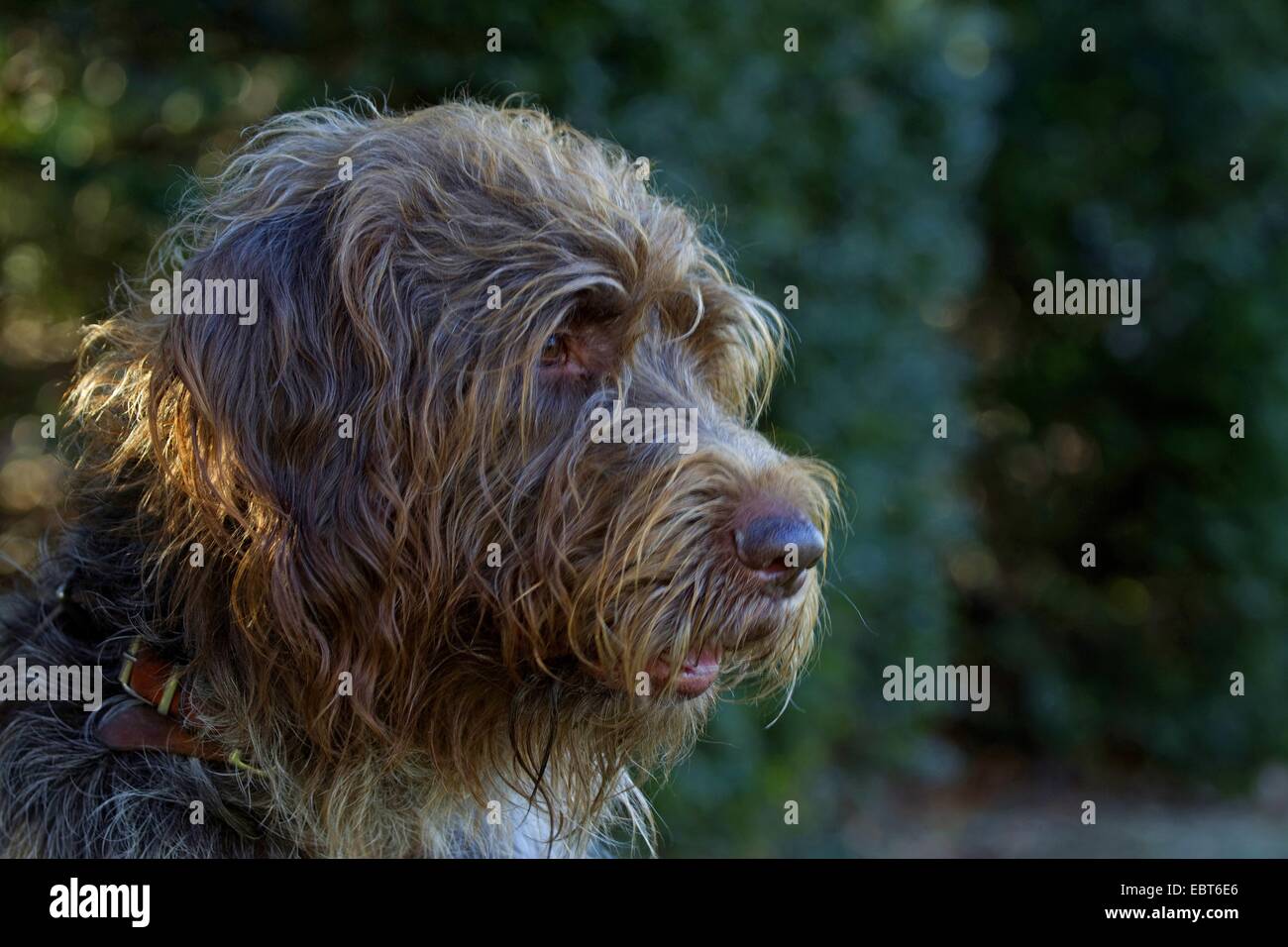 Filo francese dai capelli Korthals puntando il grifone (Canis lupus f. familiaris), ritratto Foto Stock