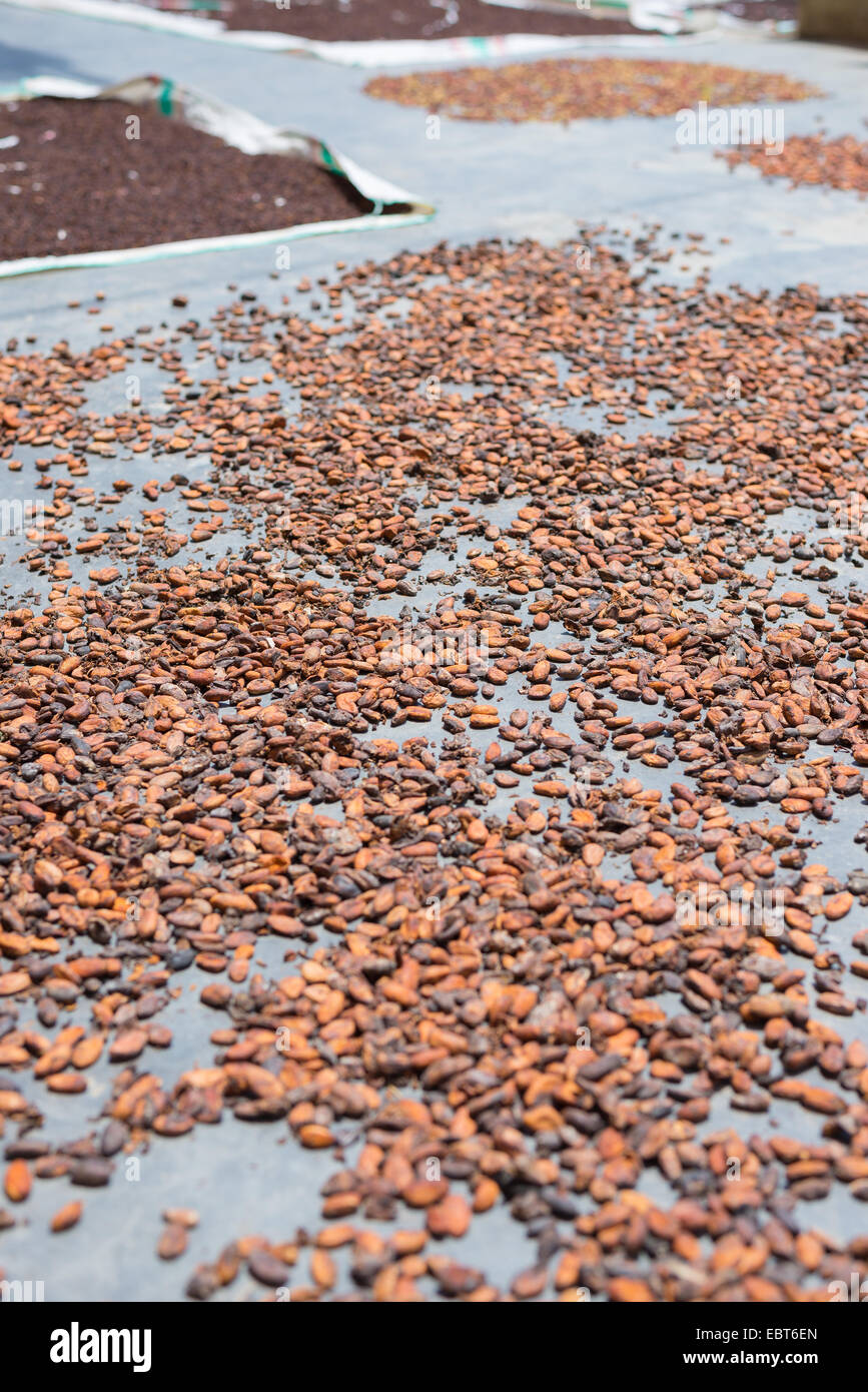Le fave di cacao essiccamento sotto il sole sul tappetino. Messa a fuoco selettiva, profondità di campo. Foto Stock