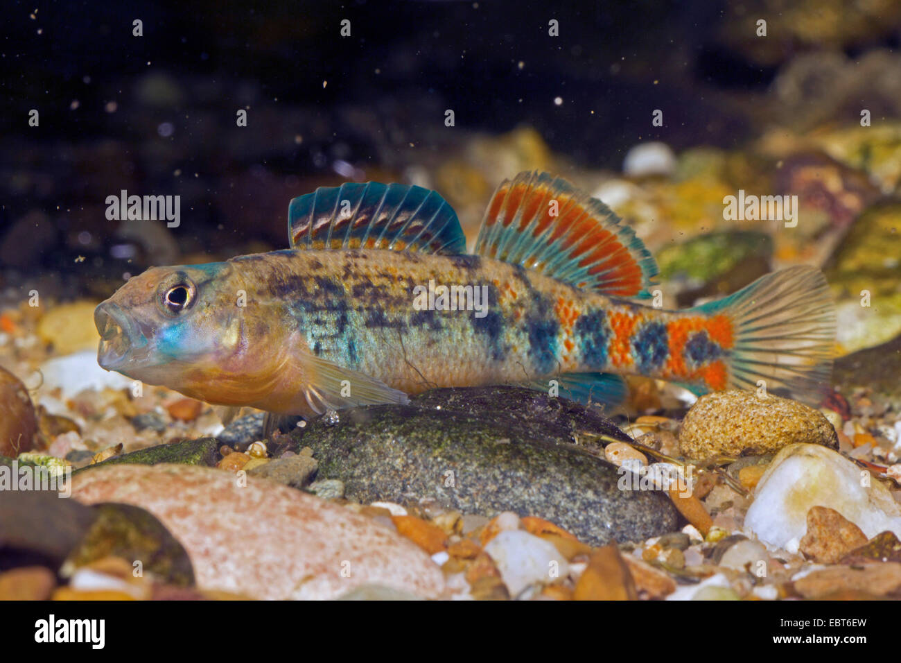 Rainbow darter ( Etheostoma caeruleum), maschio nella colorazione di accoppiamento Foto Stock