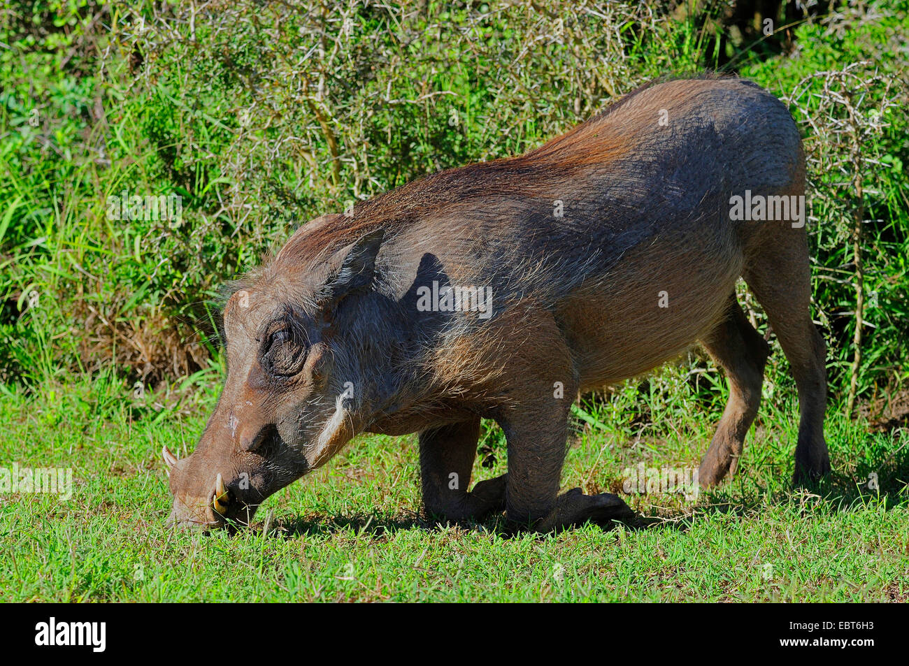 Warthog comune, savana warthog (Phacochoerus africanus), il pascolo, Sud Africa Foto Stock