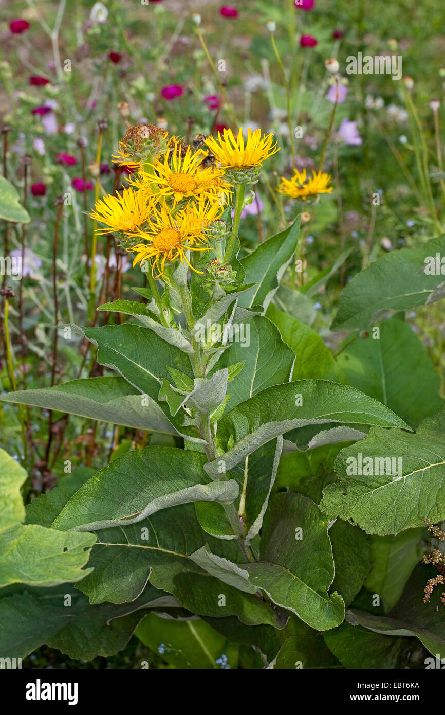 Enula, Scabwort, cavalli di guarire, Marchalan (Inula helenium), fioritura, Germania Foto Stock