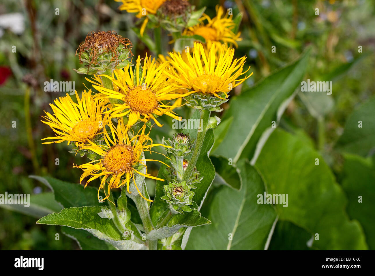Enula, Scabwort, cavalli di guarire, Marchalan (Inula helenium), fioritura, Germania Foto Stock