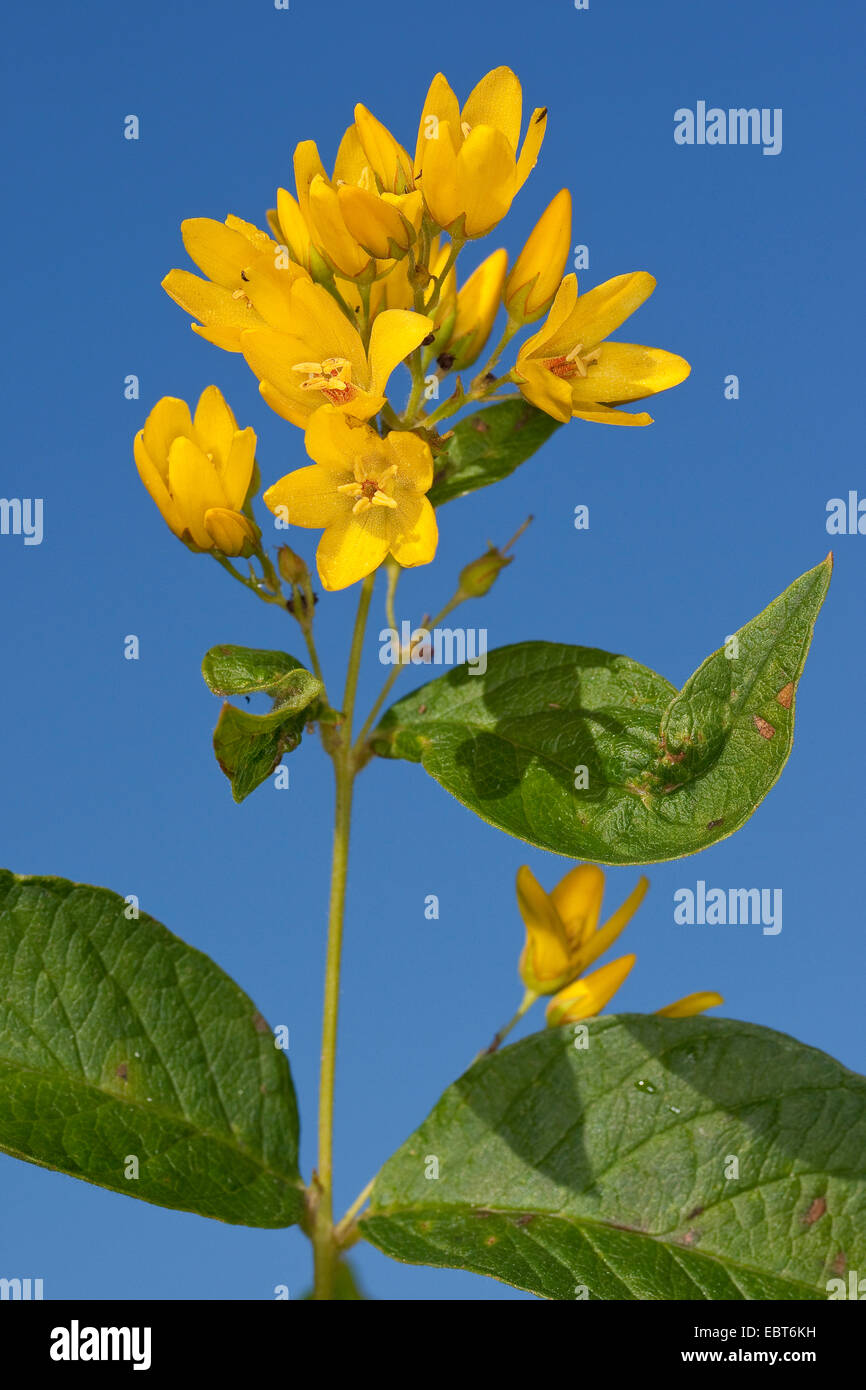 Giardino loosestrife, giallo (loosestrife Lysimachia vulgaris), infiorescenza contro il cielo blu, Germania Foto Stock