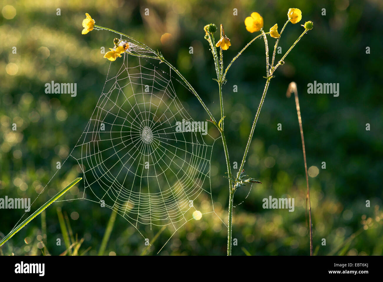 Spider Web con rugiada di mattina a buttercup flower, in Germania, in Baviera Foto Stock