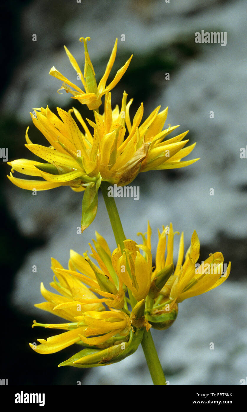 Grande giallo (genziana lutea Gentiana), infiorescenza, Germania Foto Stock