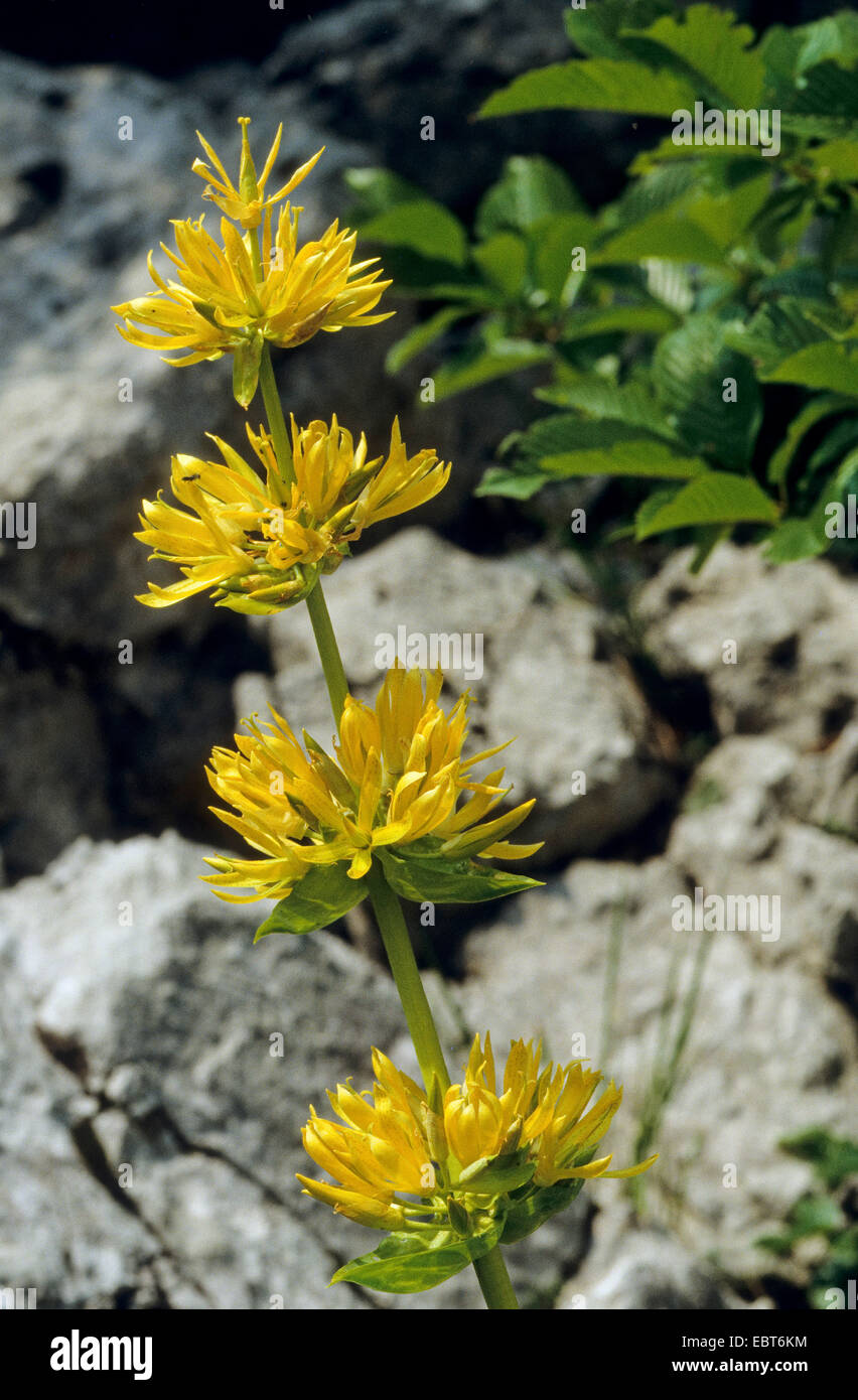 Grande giallo (genziana lutea Gentiana), infiorescenza, Germania Foto Stock