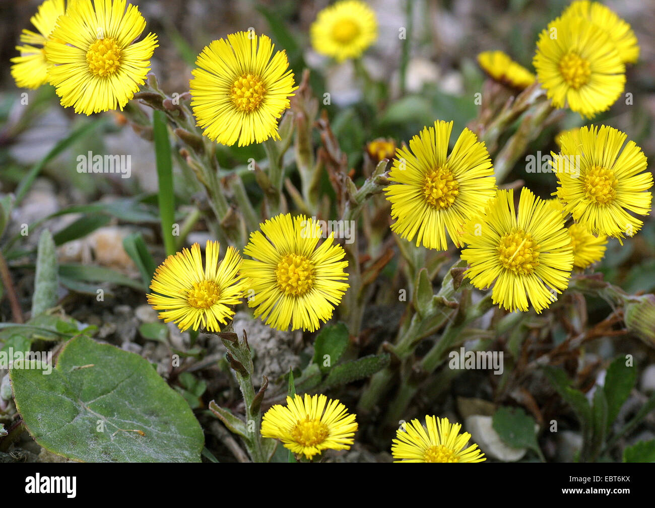 Colt's-piede, coltsfoot (Tussilago farfara), fioritura, Germania Foto Stock