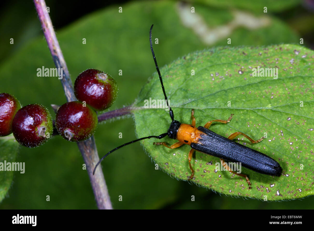 Twin spot longhorn beetle (Oberea oculata), seduta su una foglia, Germania Foto Stock