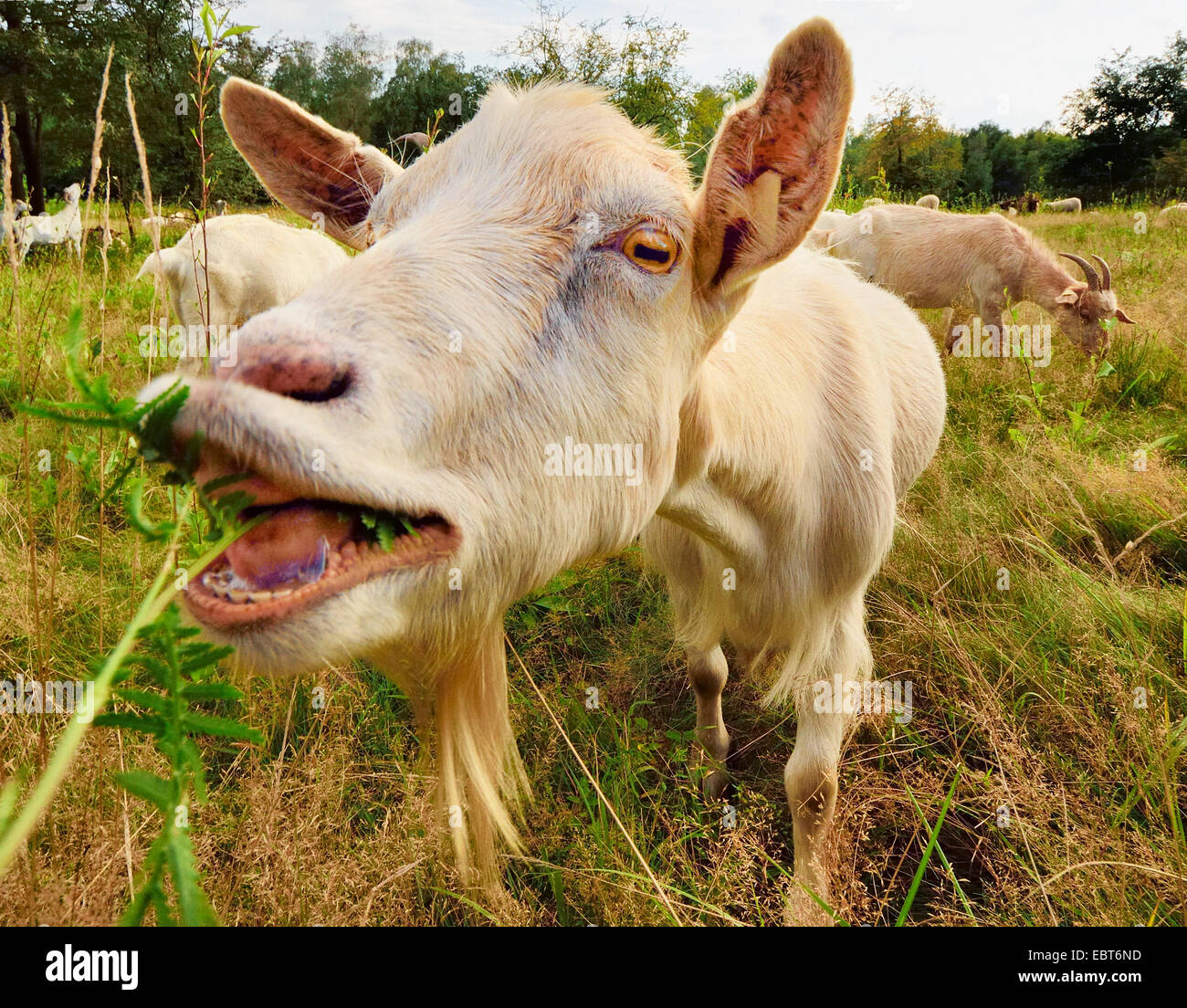 Deutsche Edelziege (Capra hircus, Capra aegagrus f. hircus), il pascolo caprino, ampia angel, in Germania, in Renania settentrionale-Vestfalia, Wahner Heide Foto Stock