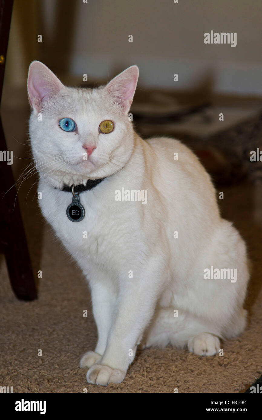 Il gatto domestico, il gatto di casa, bagno Turco Van (Felis silvestris f. catus), dispari-eyed maschio bianco Foto Stock