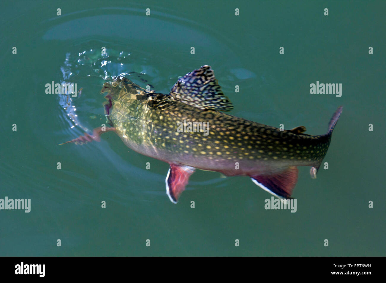 Trota di fiume, Brook char, Brook charr (Salvelinus fontinalis), la ricerca di cibo sulla superficie dell'acqua Foto Stock