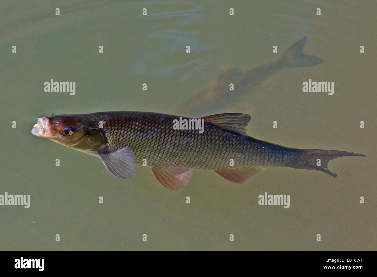 Ide, orfe (Leuciscus consumatori di stupefacenti per via parenterale), la ricerca di cibo sulla superficie dell'acqua Foto Stock