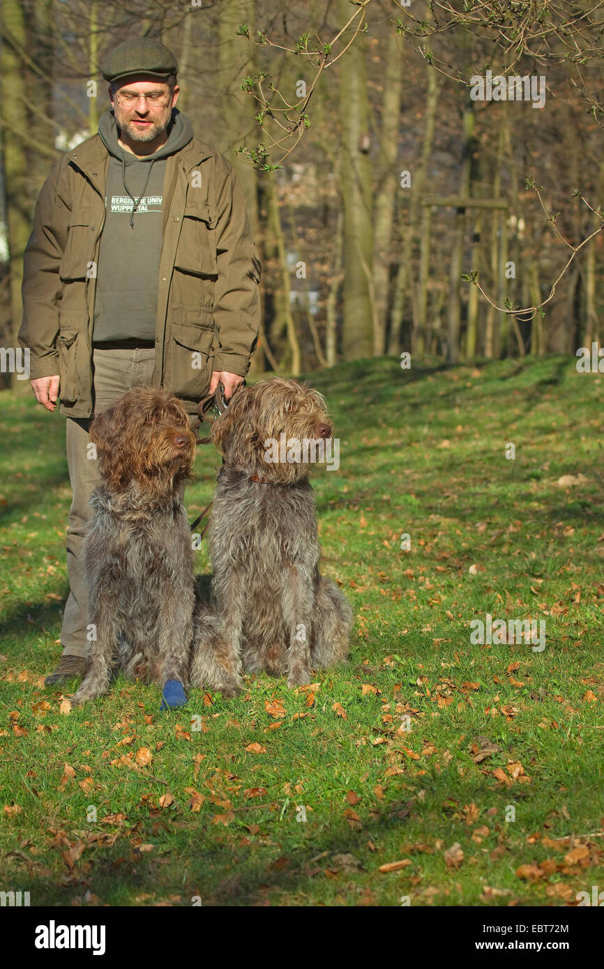Filo francese dai capelli Korthals puntando il grifone (Canis lupus f. familiaris), gestore del cane con due grifoni in un prato Foto Stock Filo francese dai capelli Korthals puntando il grifone (Canis lupus f. familiaris), gestore del cane con due grifoni in un prato Foto Stock