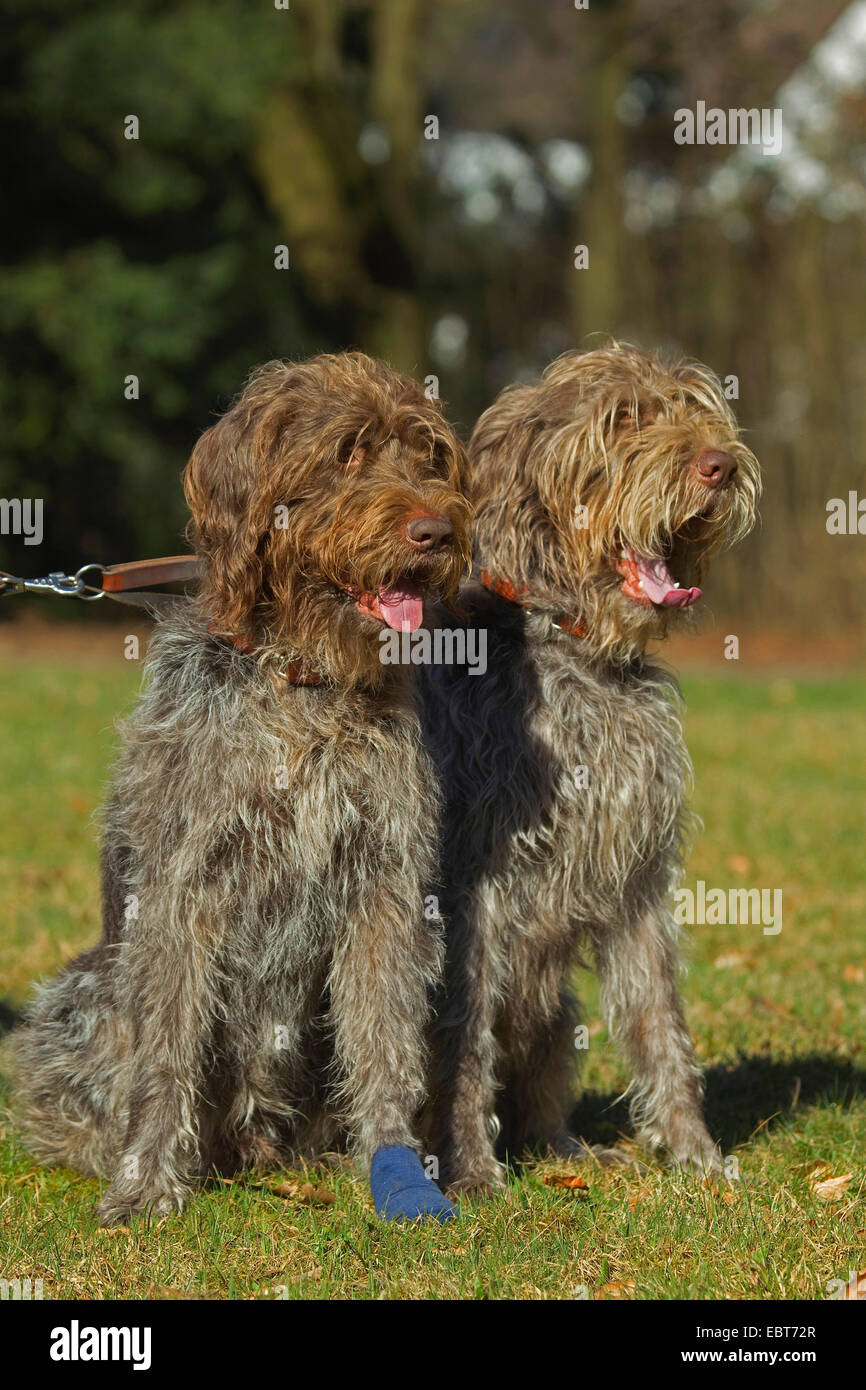 Filo francese dai capelli Korthals puntando il grifone (Canis lupus f. familiaris), due grifoni seduti in un prato Foto Stock Filo francese dai capelli Korthals puntando il grifone (Canis lupus f. familiaris), due grifoni seduti in un prato Foto Stock