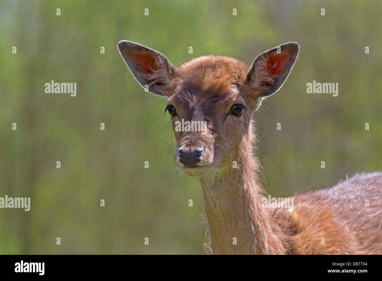 Daini (Dama Dama, Cervus dama), il ritratto di un cervo di vitello, Germania, Schleswig-Holstein Foto Stock