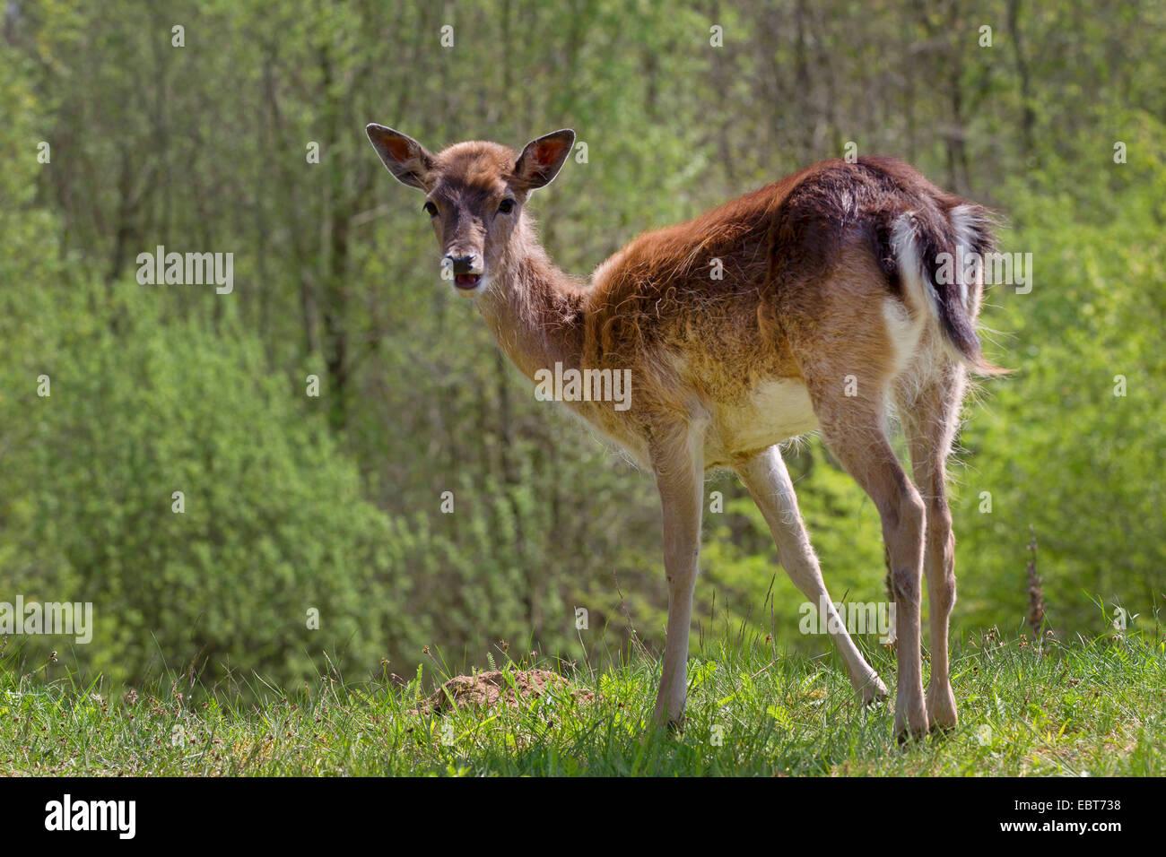 Daini (Dama Dama, Cervus dama), cervo calf in piedi nel prato, Germania, Schleswig-Holstein Foto Stock