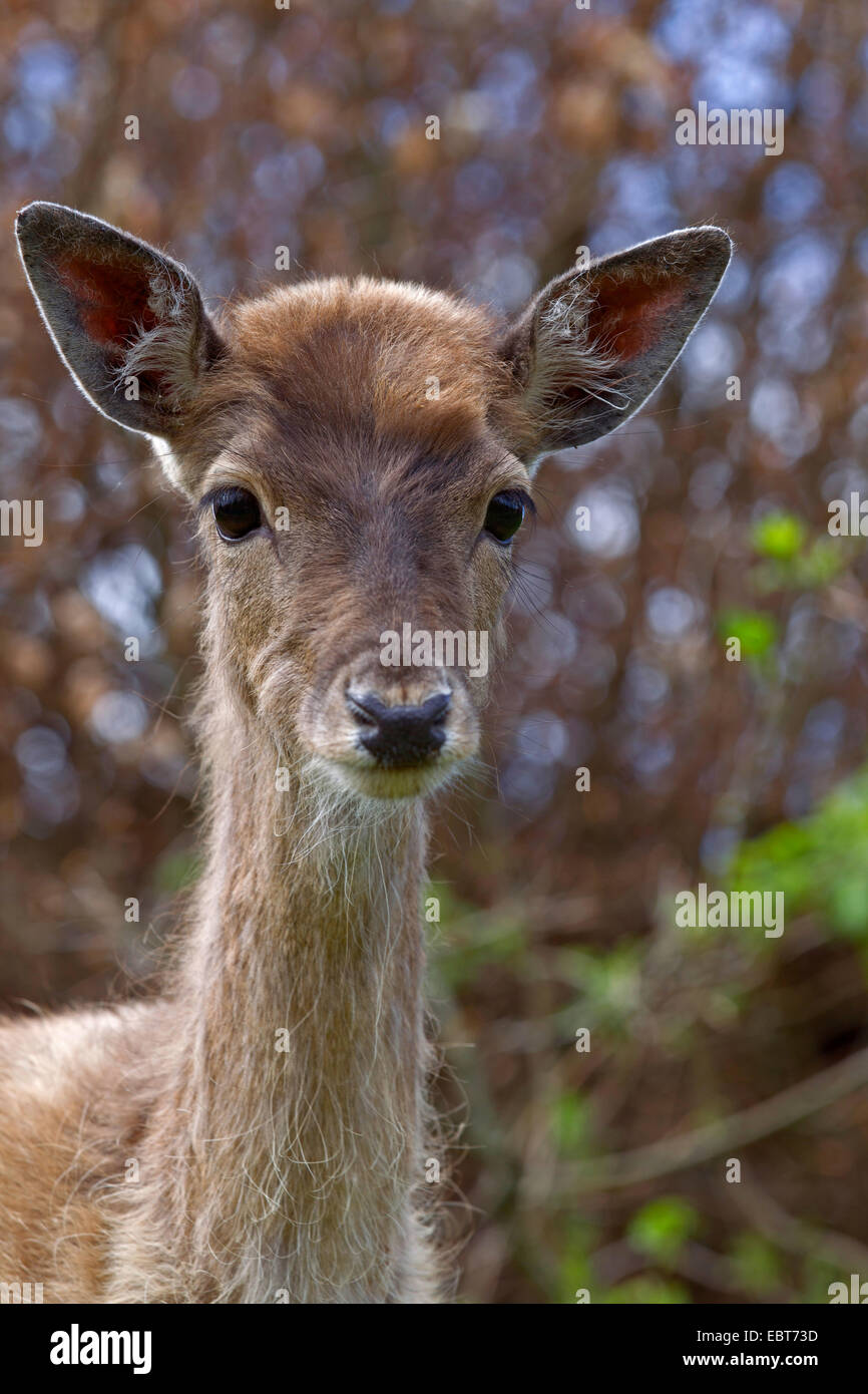 Daini (Dama Dama, Cervus dama), il ritratto di un daino di vitello, Germania, Schleswig-Holstein Foto Stock