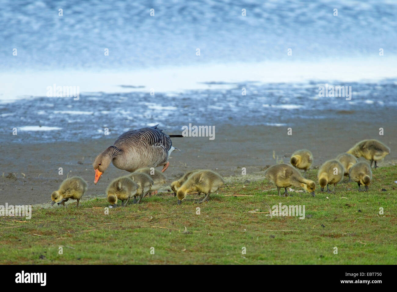 Graylag goose (Anser anser), con pulcini di pascolare su waterside, Germania Foto Stock