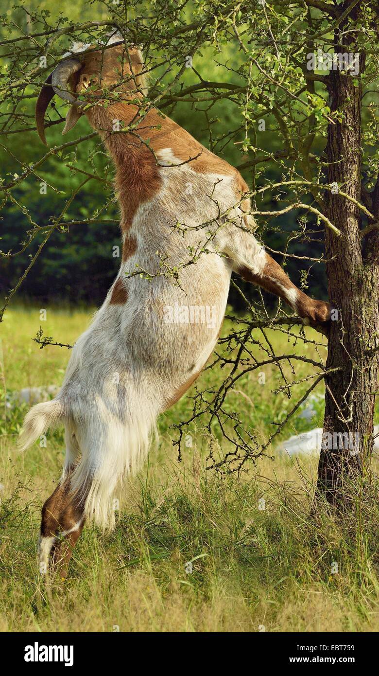 Deutsche Edelziege (Capra hircus, Capra aegagrus f. hircus), Capra in piedi in posizione eretta in corrispondenza di un albero e mangiare le foglie di un rametto, in Germania, in Renania settentrionale-Vestfalia, Wahner Heide Foto Stock