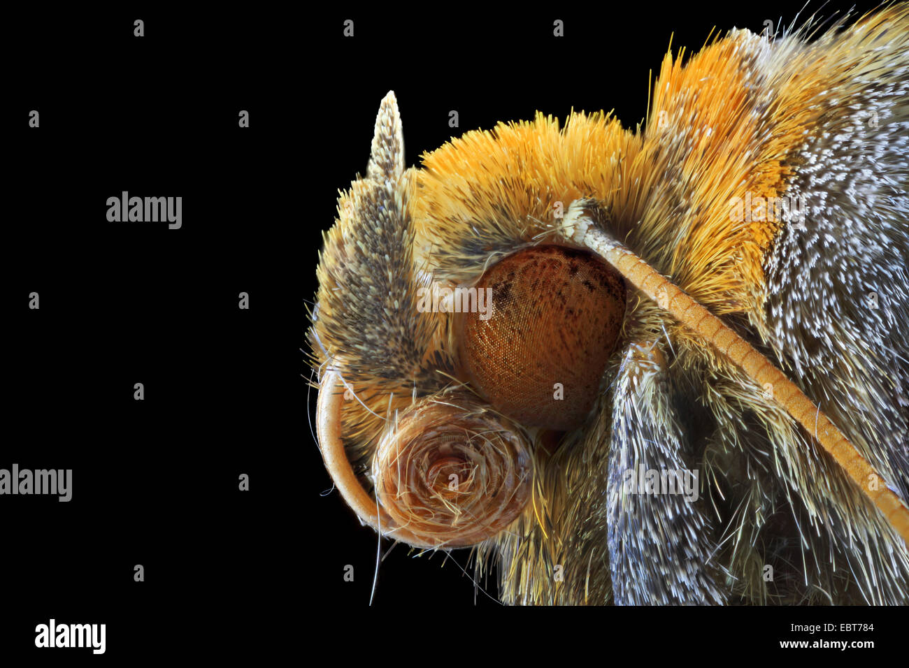 Ottone brunito (Diachrysia stenochrysitis vel tutti), macro colpo di testa Foto Stock