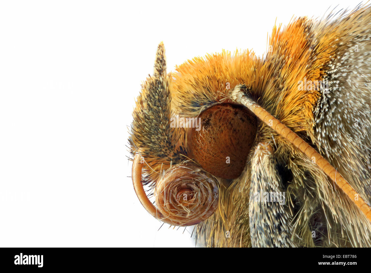 Ottone brunito (Diachrysia stenochrysitis vel tutti), macro colpo di testa Foto Stock