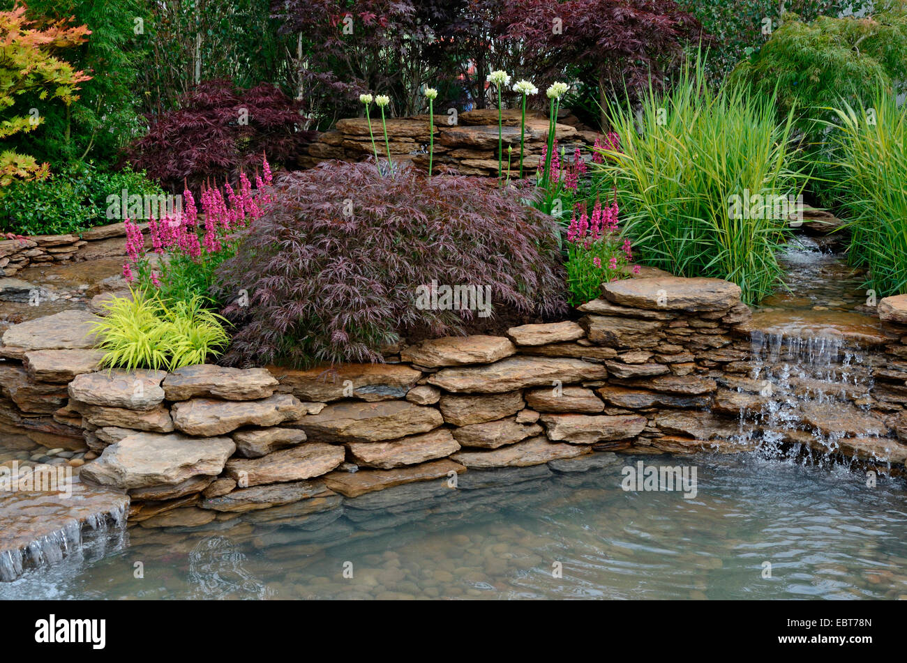 La zona di stagno in una riflessione giardino acquatico con piantate rockery e cascate Foto Stock