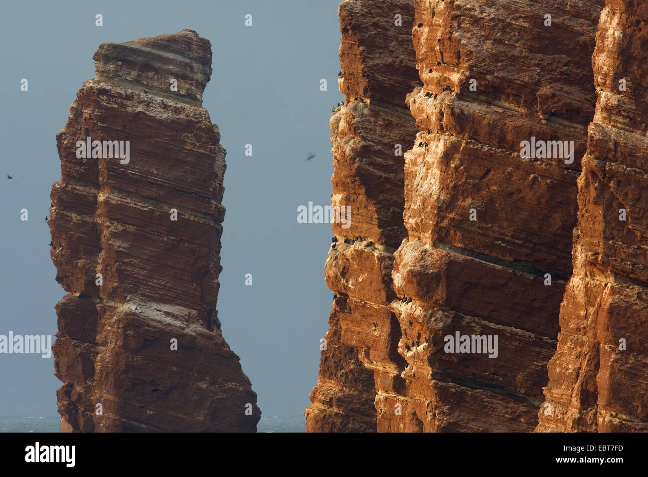 Long Anna e bird rock nella luce della sera, Germania, Schleswig-Holstein, Isola di Helgoland Foto Stock