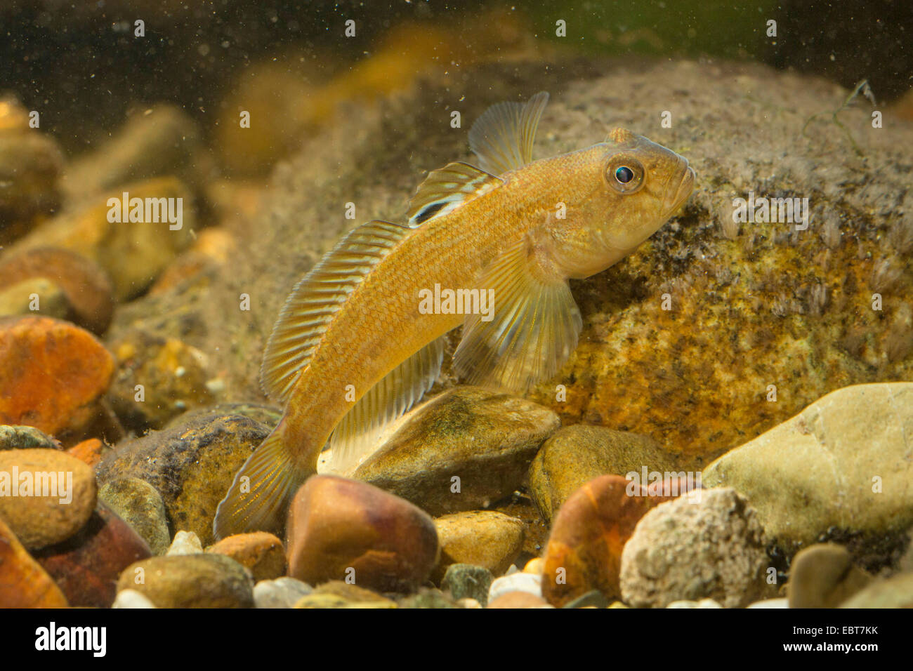 Round ghiozzo (Neogobius melanostomus), su ciottoli sul terreno Foto Stock