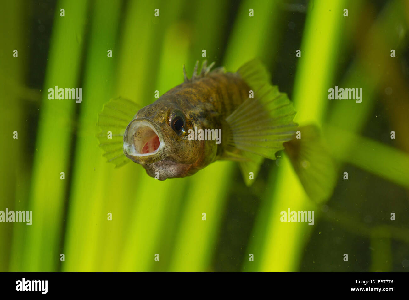 Nove-spined stickleback (Pungitius pungitius), minaccioso maschio, Germania Foto Stock