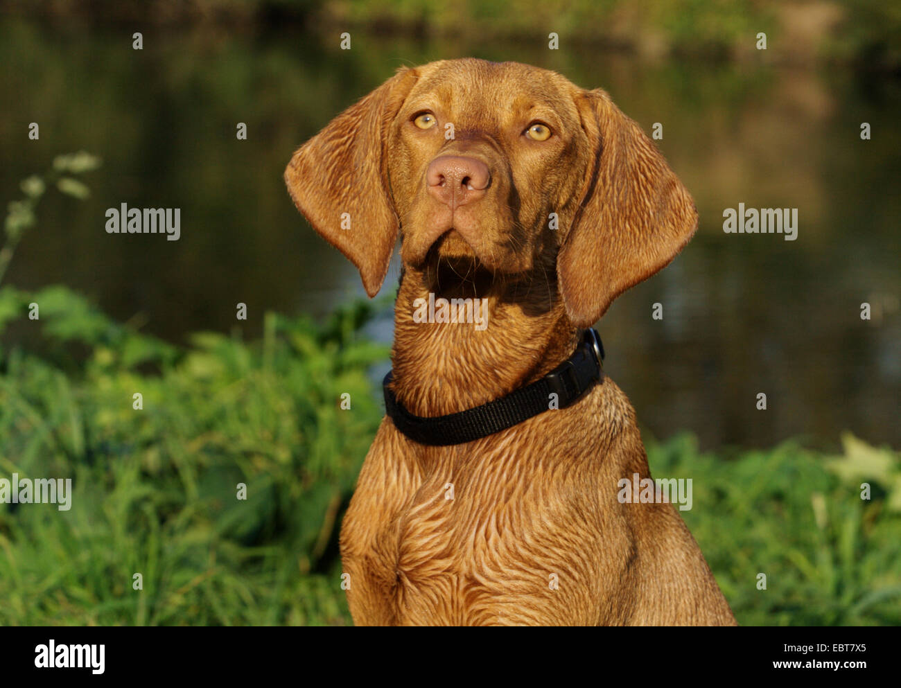 Ungherese a pelo corto cane di puntamento, Magyar Vizsla (Canis lupus f. familiaris), ritratto Foto Stock