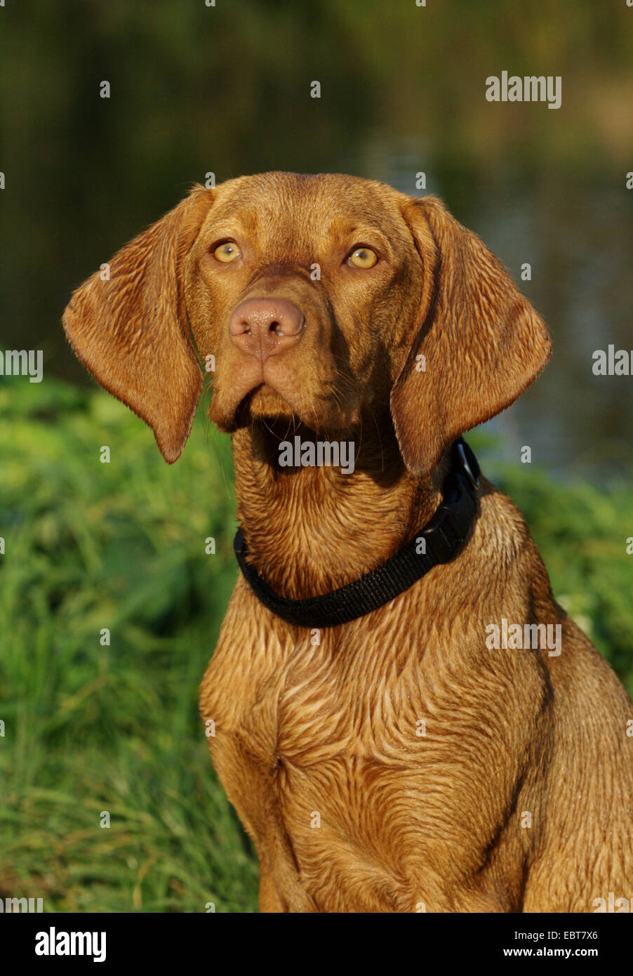 Ungherese a pelo corto cane di puntamento, Magyar Vizsla (Canis lupus f. familiaris), il ritratto di un Vizsla Foto Stock