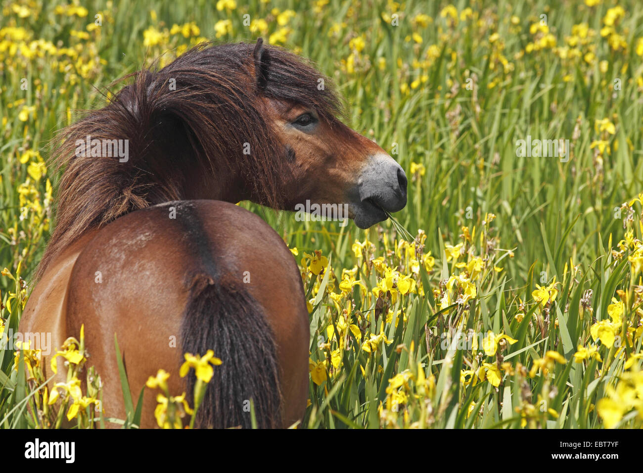 Exmoor pony (Equus przewalskii f. caballus), stallone in piedi in un prato di fiori, Paesi Bassi, Texel Foto Stock
