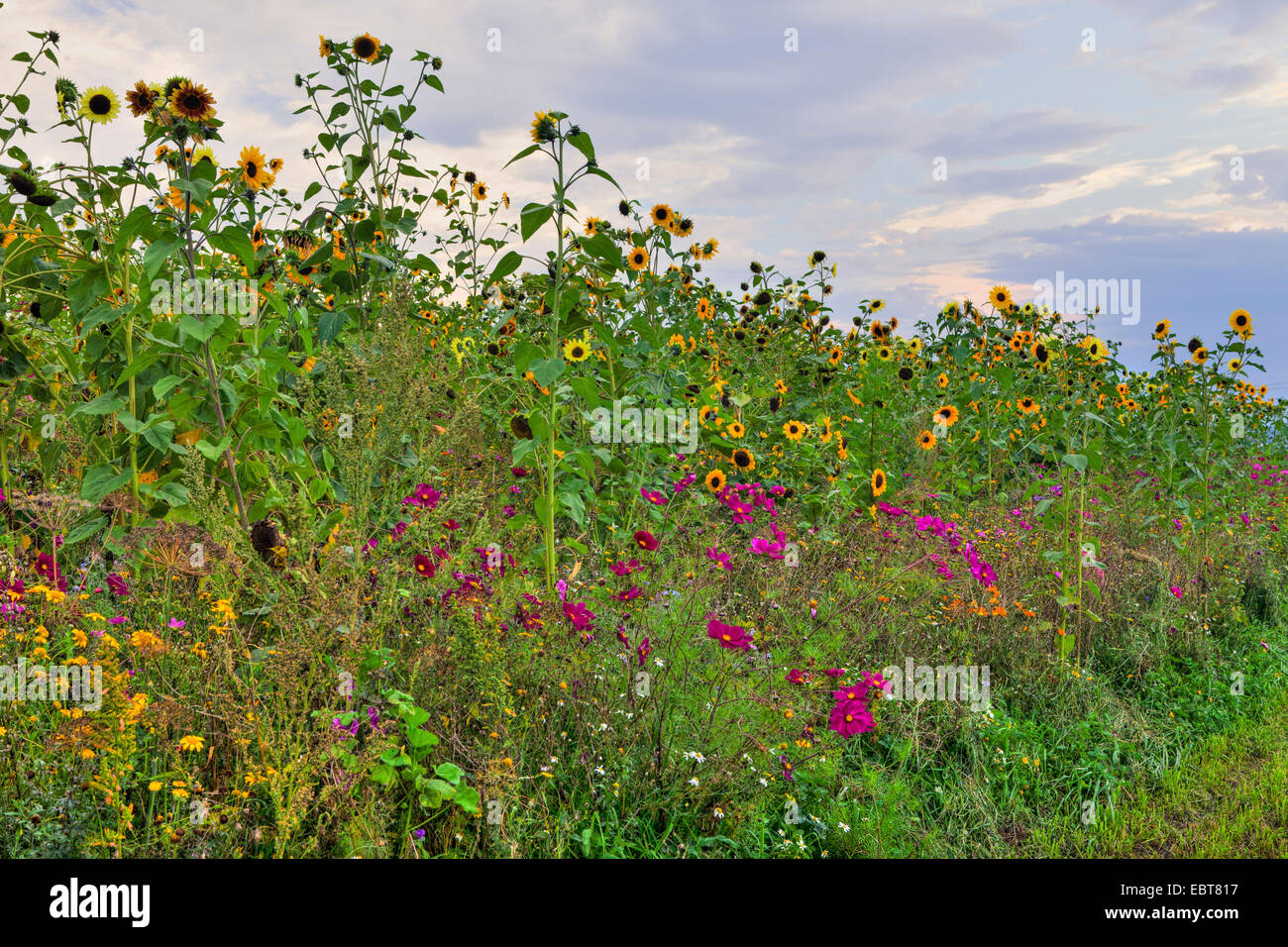 Comune di girasole (Helianthus annuus), giardino cosmo in corrispondenza del bordo del campo di girasole, in Germania, in Baviera, Blumenfeld Foto Stock