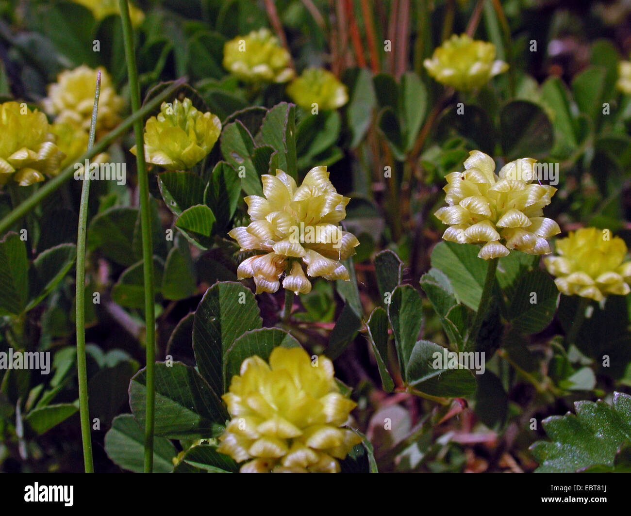 Più grande di trifoglio hop, bassa hop di trifoglio rosso (Trifolium campestre), fioritura, Germania Foto Stock