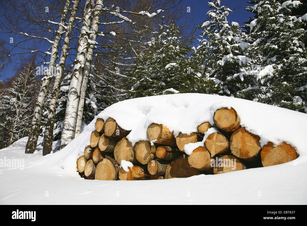 Coperta di neve pila di legno, Germania, Thueringer Wald Foto Stock