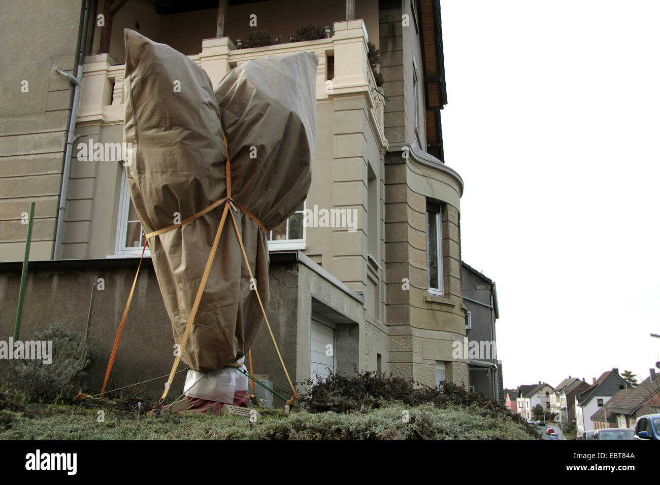 Albero di olivo (Olea europaea ssp. sativa), olivo in un giardino tedesco è protetto contro il gelo profondo con una lamina di protezione, in Germania, in Renania settentrionale-Vestfalia Foto Stock