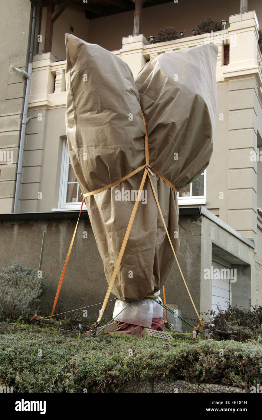 Albero di olivo (Olea europaea ssp. sativa), olivo in un giardino tedesco è protetto contro il gelo profondo con una lamina di protezione, in Germania, in Renania settentrionale-Vestfalia Foto Stock