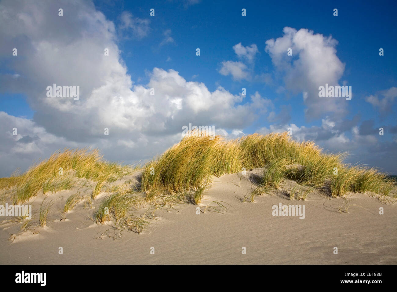 Spiaggia di erba, beachgrass europea, marram erba, psamma, sabbia di mare-reed (Ammophila arenaria), sulle dune in tempesta, Danimarca, Juetland Foto Stock