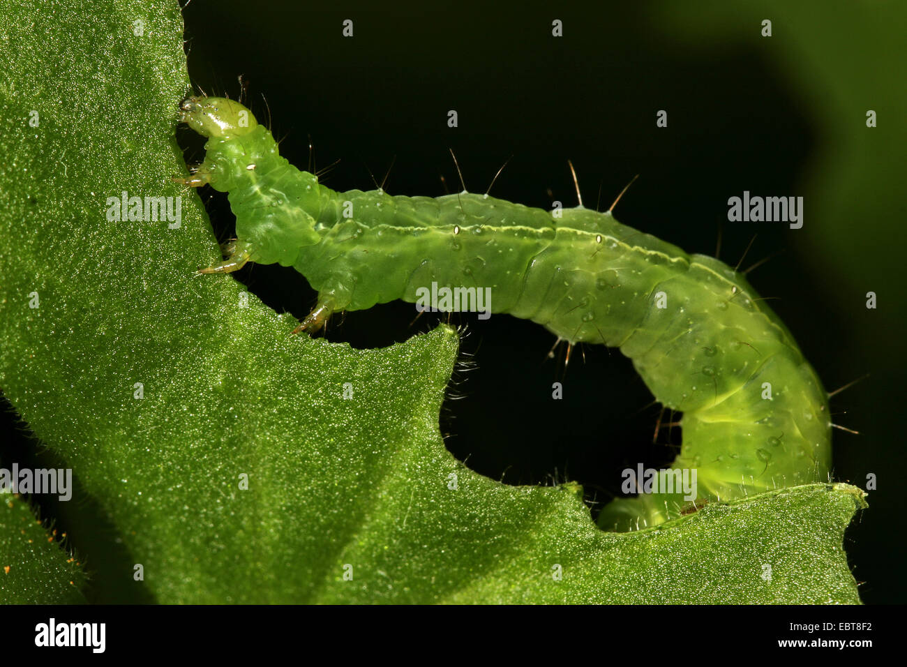 Verde di alimentazione caterpillar su una foglia, Germania Foto Stock