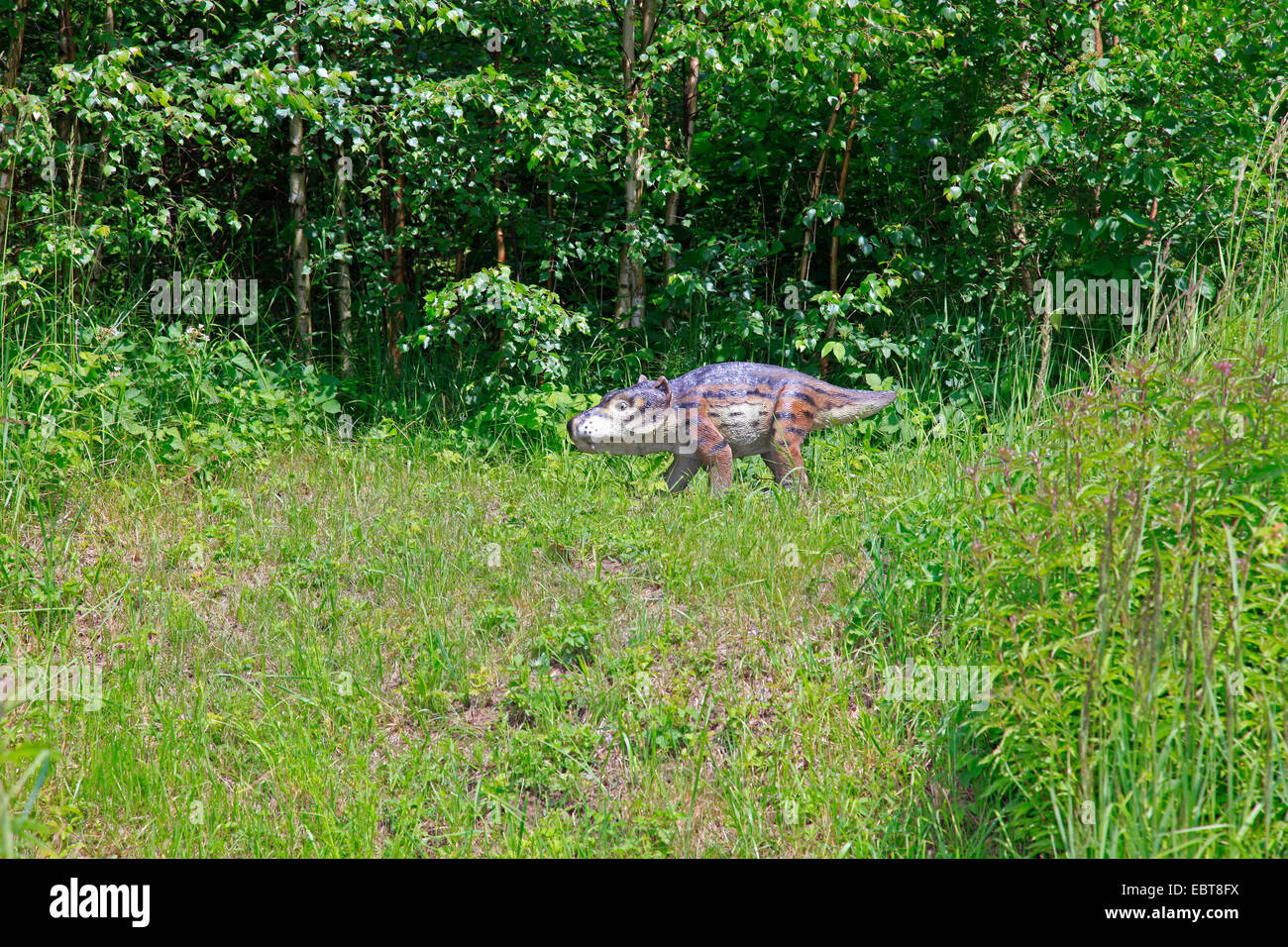 Cynognathus (Cynognathus crateronotus), su una radura Foto Stock