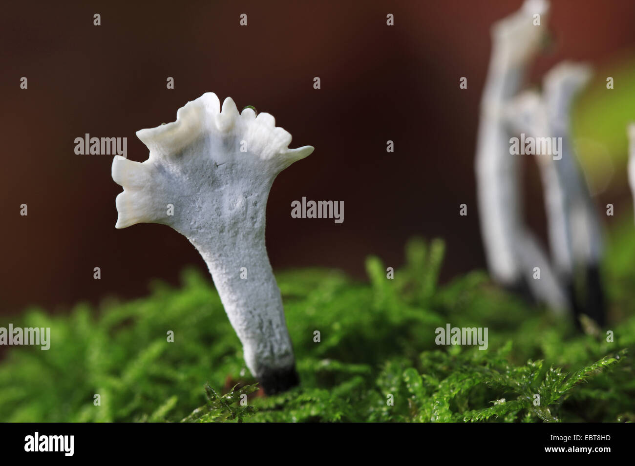 Fungo candlesnuff (Xylaria hypoxylon), su MOSS, GERMANIA Baden-Wuerttemberg Foto Stock