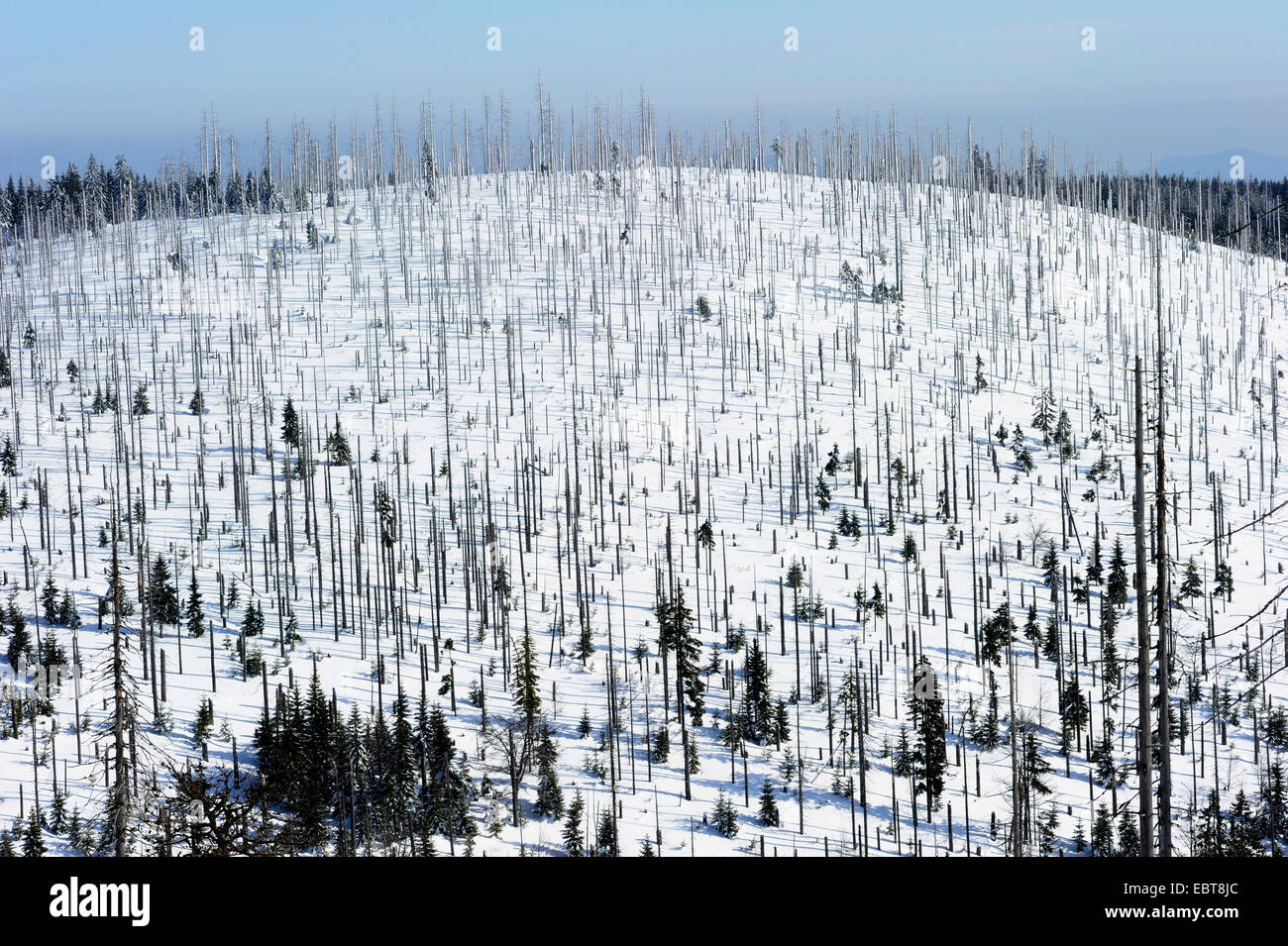 Abete (Picea abies), morto sprucen sulla montagna Lusen, in Germania, in Baviera, Bayerischer Wald Foto Stock