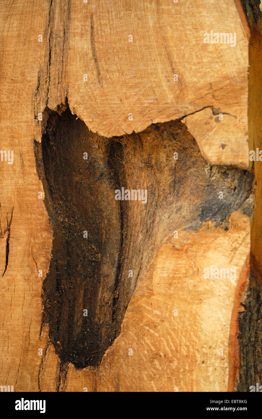 Il picchio, wrynecks, piculets (Picidae), la sezione trasversale del tronco di un albero con un picchio in cavità, Germania Foto Stock