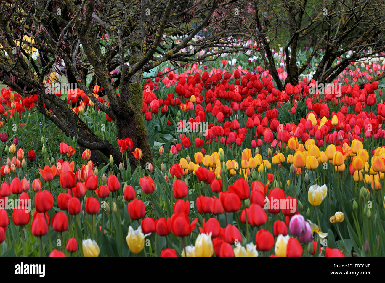 Giardino in comune tulip (Tulipa gesneriana), in grande numero e colori diversi in un letto di fiori in un parco, Germania Foto Stock