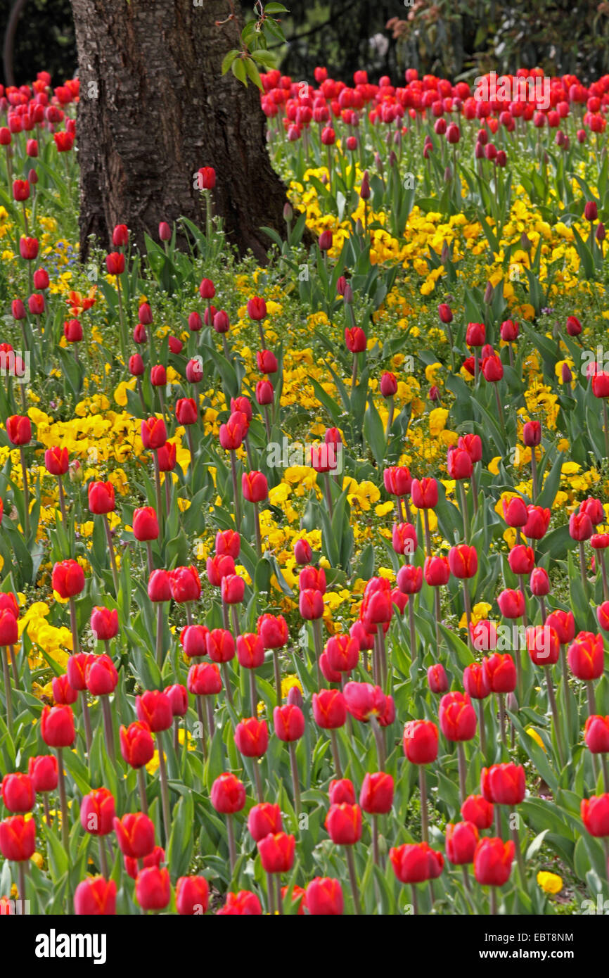 Giardino in comune tulip (Tulipa gesneriana), un grande numero di tulipani rossi e giallo pansies in un letto di fiori attorno a un albero in un parco, Germania Foto Stock