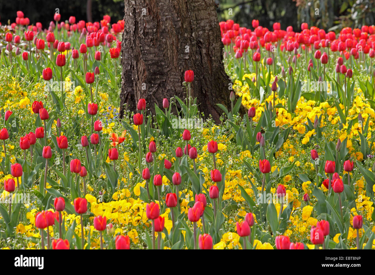 Giardino in comune tulip (Tulipa gesneriana), un grande numero di tulipani rossi e giallo pansies in un letto di fiori attorno a un albero in un parco, Germania Foto Stock
