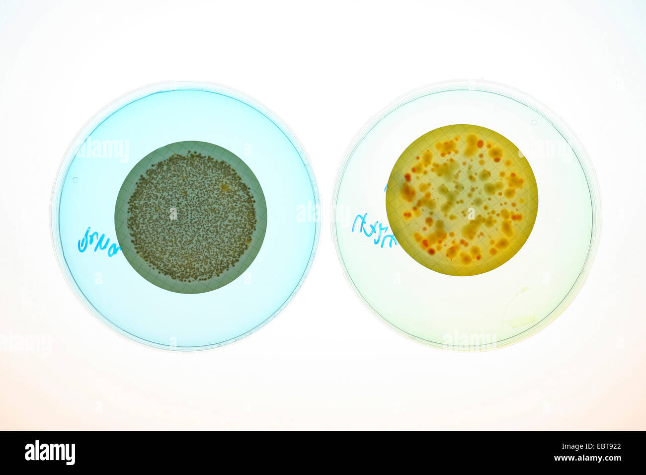 Capsule di Petri con colture batteriche Foto Stock