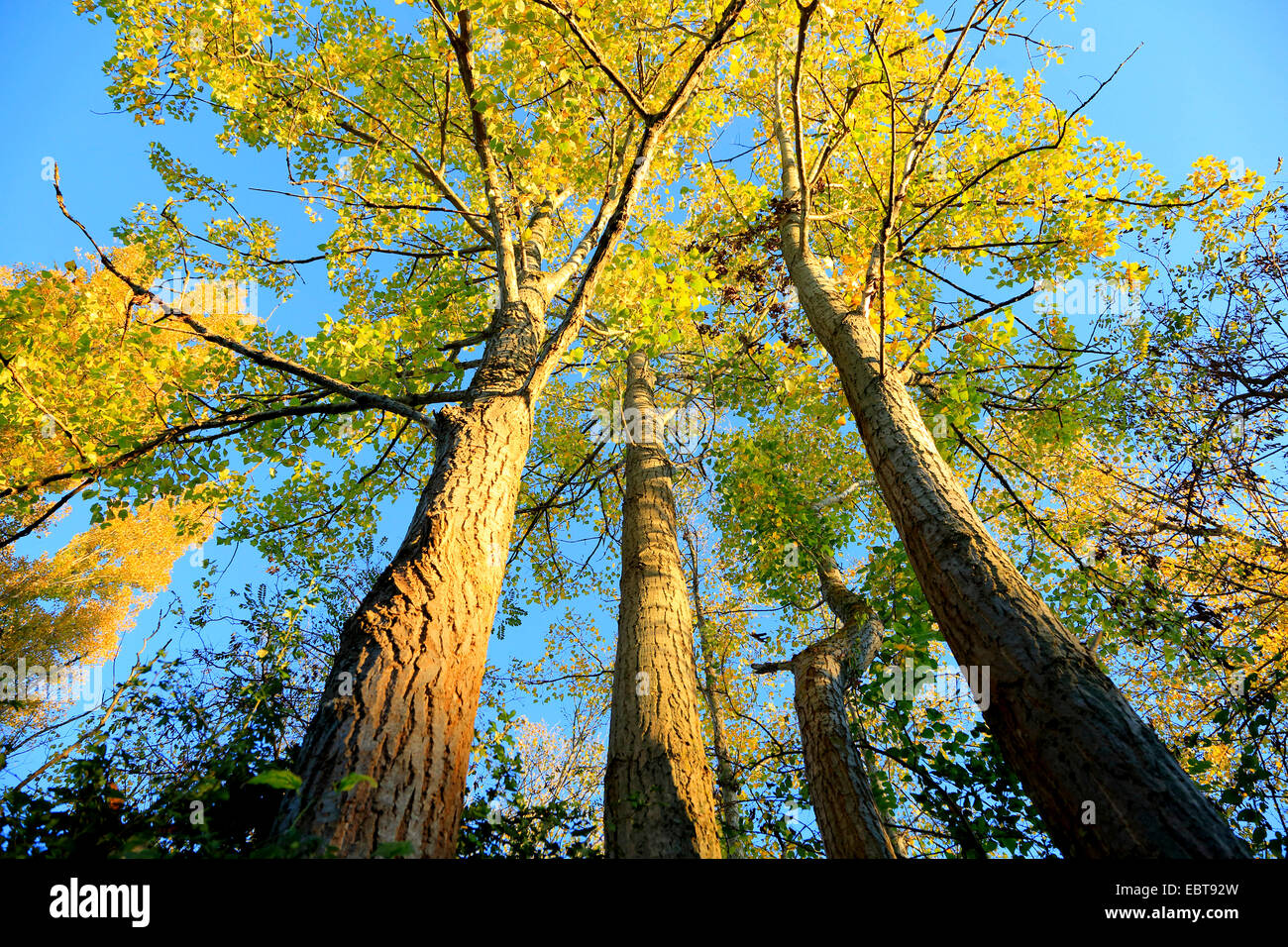 Pioppo nero, balsamo di Galaad, nero pioppi neri americani (Populus nigra), vista in corone di un pioppo nero in autunno, Germania Foto Stock