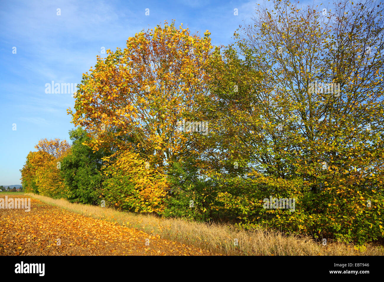 Paesaggio di campo con copertura in autunno, Germania Foto Stock