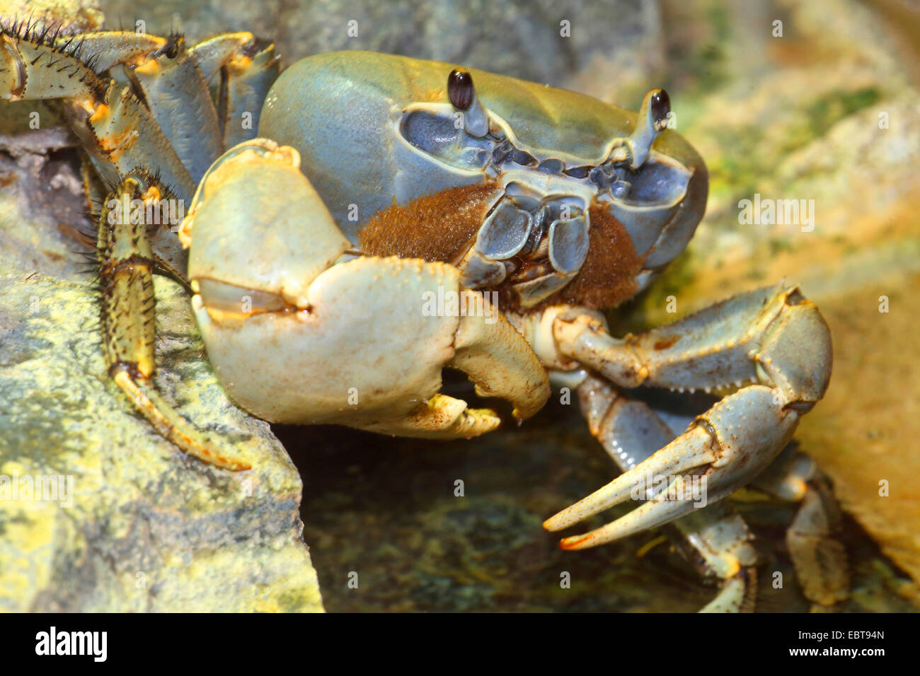 Rainbow granchio, West African rainbow (granchio Cardisoma armatum), sulla spiaggia, Angola Foto Stock